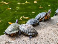 Turtle Bridge