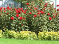 Сад роз