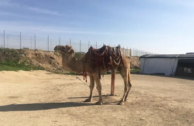 211. Путешествие в сердце Негева: Махтеш Рамон и верблюды