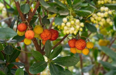 564. Ароматы лета: От садов Бахаи до фруктовых долин