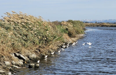 46. Хайфа и парк Тель Дор