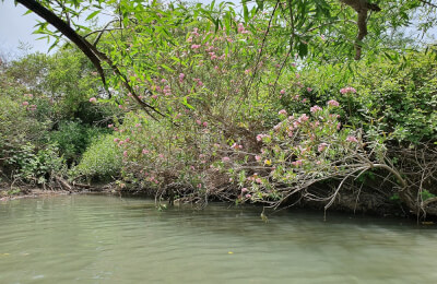 525. Семейное путешествие по "израильской Амазонке"