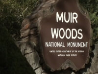 заповедник Muir Woods