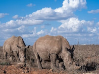 Nairobi National Park