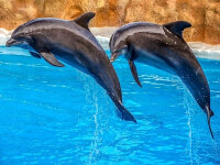 Парк Dolphin Explorer